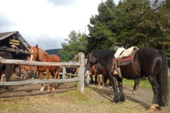 argentina-horseback