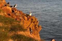 iceland-birds