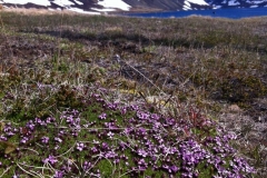 iceland-flowers