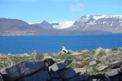 iceland-nature